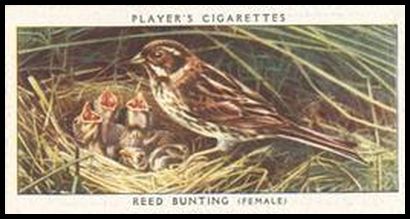 3 Reed Bunting